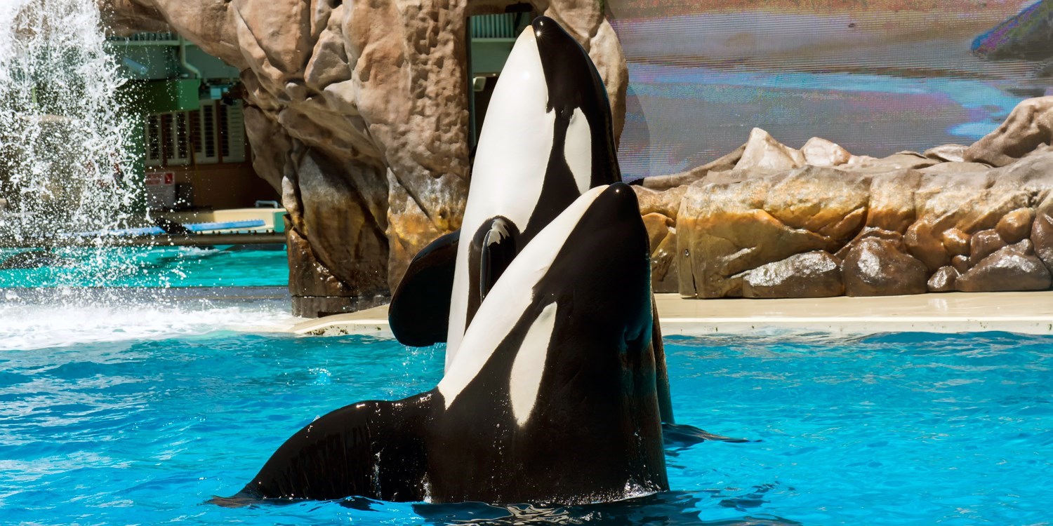 SeaWorld San Diego Admission, Reg. $91 | Travelzoo