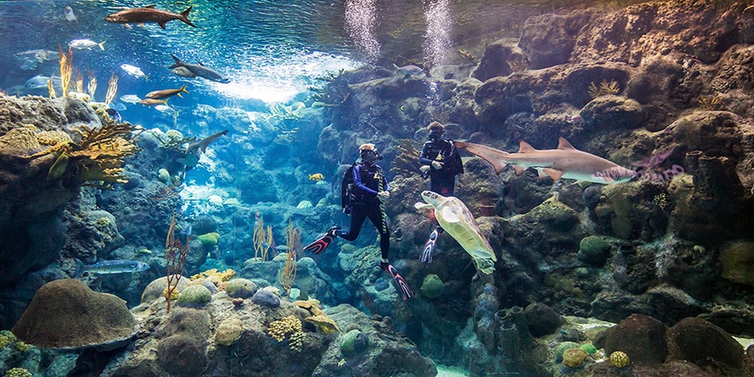 The Florida Aquarium General Admission Travelzoo