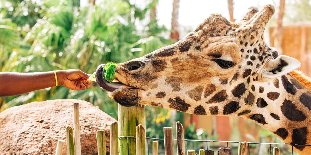 ZooTampa SingleDay Admission, 25 Off Travelzoo