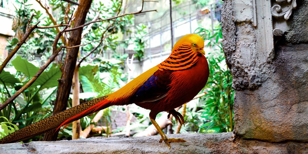 19—Niagara Falls' Bird Kingdom tickets through 2023 Travelzoo