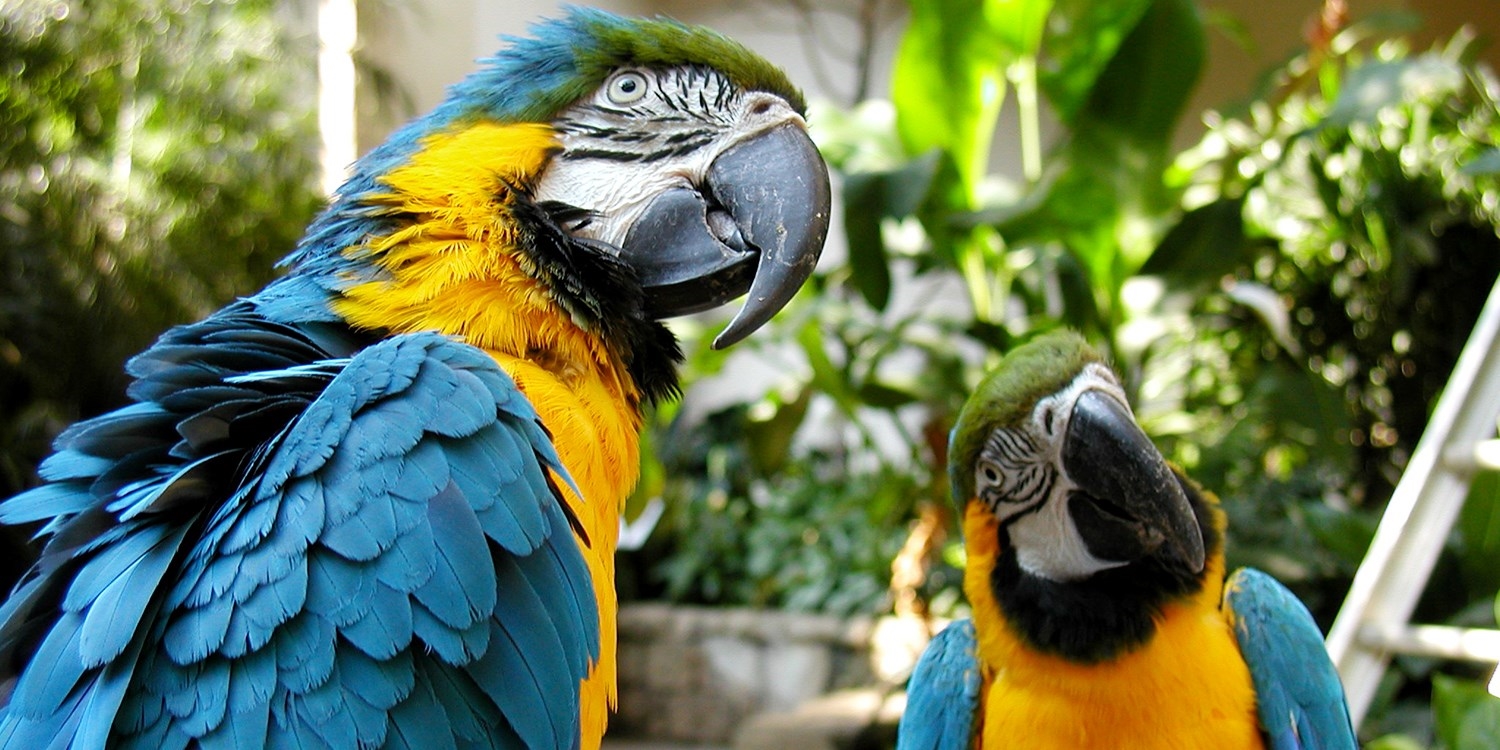 blue parrot promo code