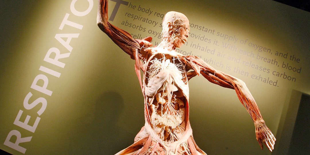 'Bodies The Exhibition' at Luxor | Travelzoo