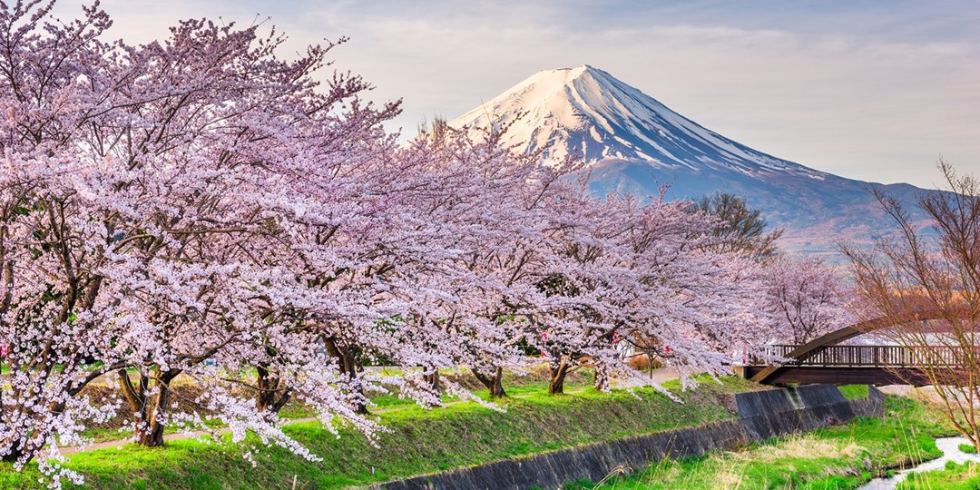 2020 Cherry Blossom Cruises Across Japan, Save 20% | Travelzoo