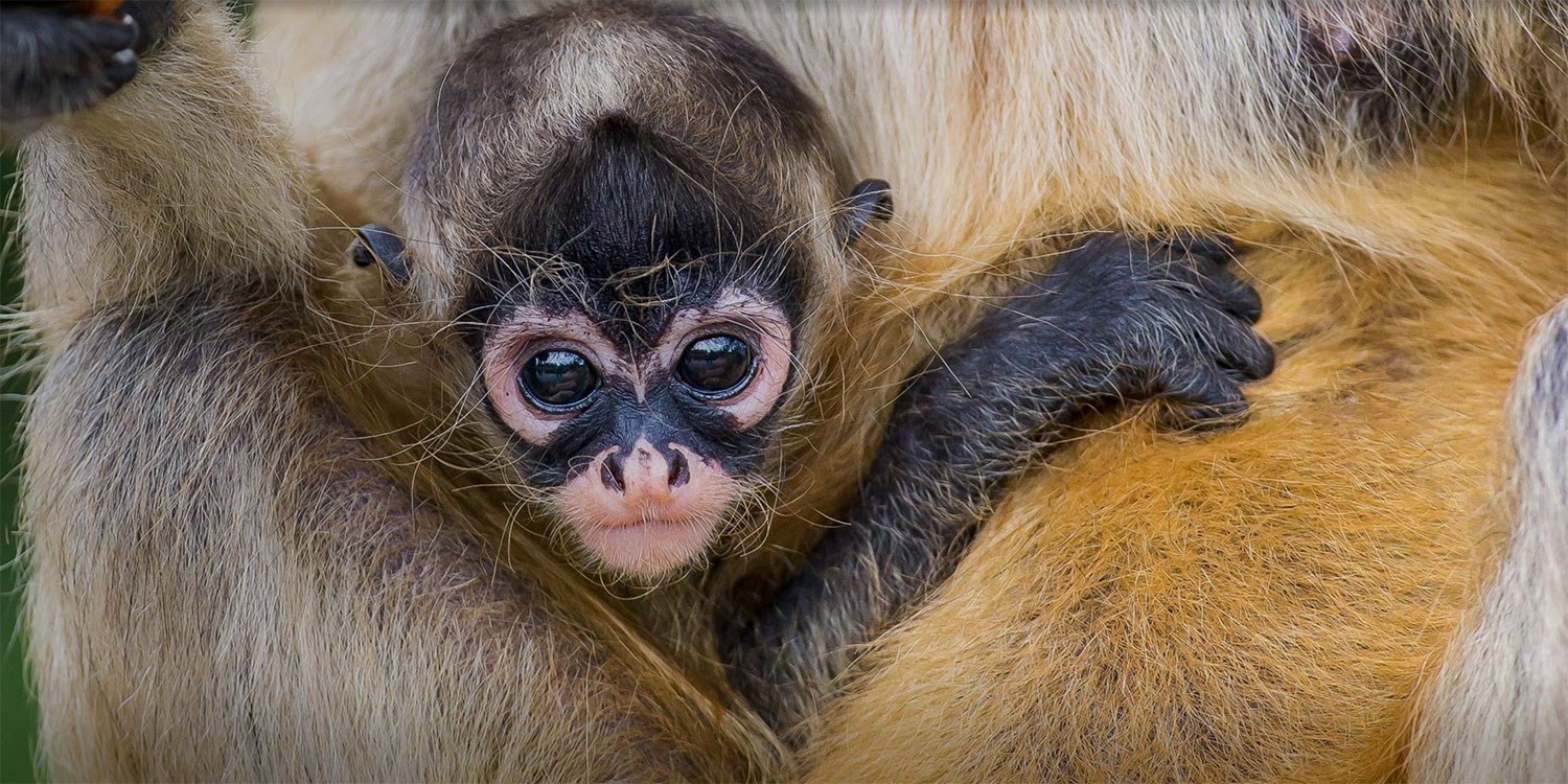 Dubbo: Taronga Zoo Stay w/Entry, 44% off | Travelzoo