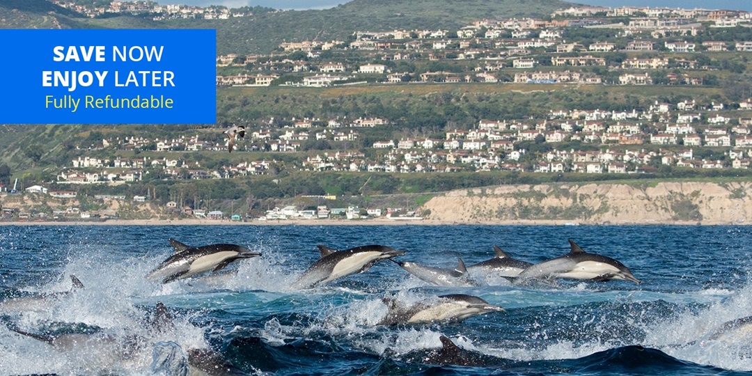 13 Newport Beach Whale & DolphinWatching Cruise w/Drink Travelzoo