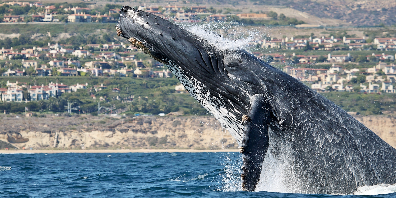 $13 – Newport Beach: Whale & Dolphin Watching Cruise w/Drink | Travelzoo