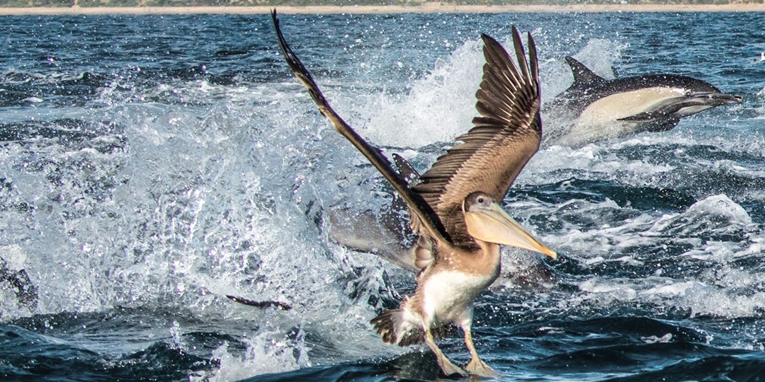 16 Newport Beach Whale & DolphinWatching Cruise w/Drink Travelzoo