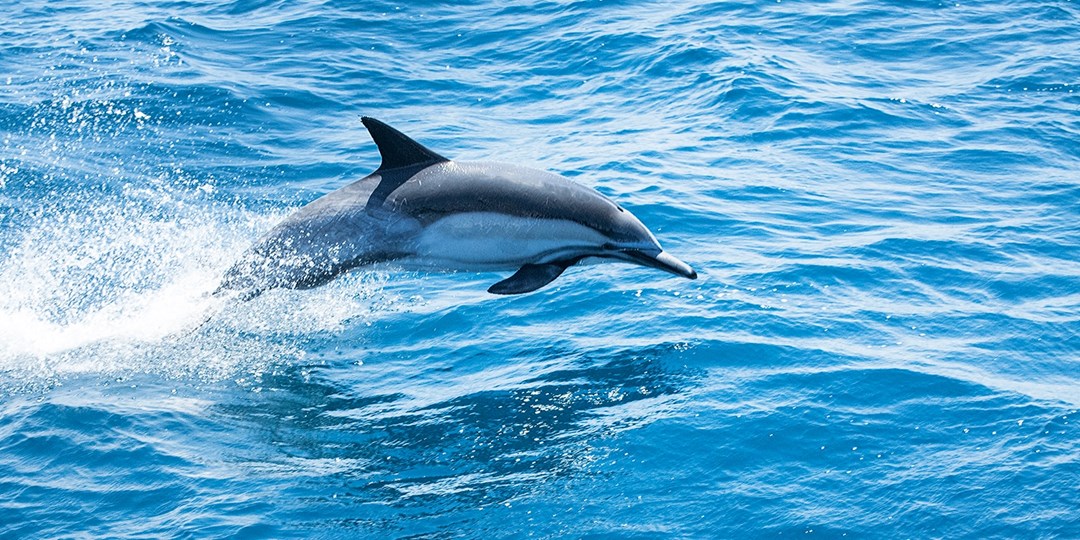 £26 Cornwall coast 2hour dolphinspotting safari Travelzoo £26 Cornwall coast 2hour dolphinspotting safari Travelzoo