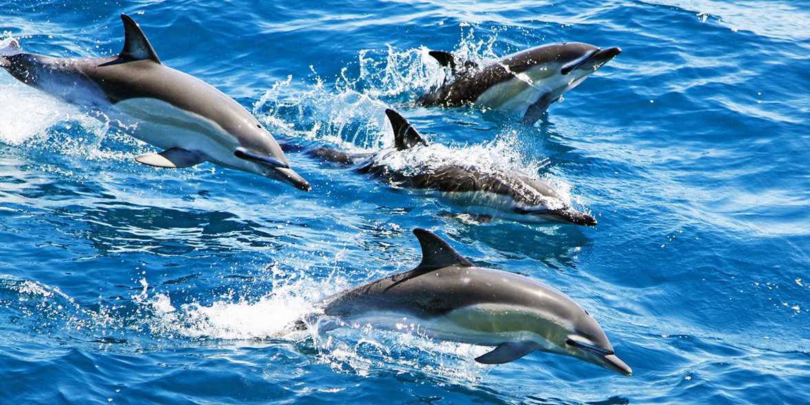 Last Minute Cruises >> Last Minute Cruise Deals 2019 2020 Travelzoo Last Minute Cruises >> Last Minute Cruise Deals 2019 2020 Travelzoo