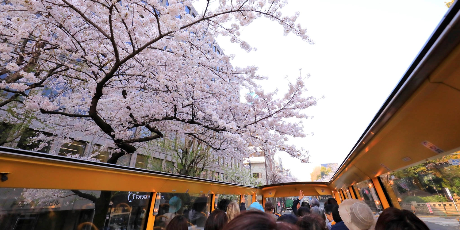 場所取りと混雑回避の花見 2階建てオープンバスで愉しむ東京の桜の名所60分 毎日運行 当日受付可 トラベルズー