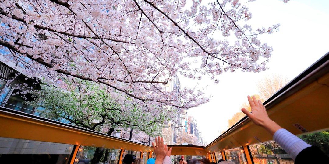 場所取りと混雑回避の花見 2階建てオープンバスで愉しむ東京の桜の名所60分 毎日運行 当日受付可 トラベルズー