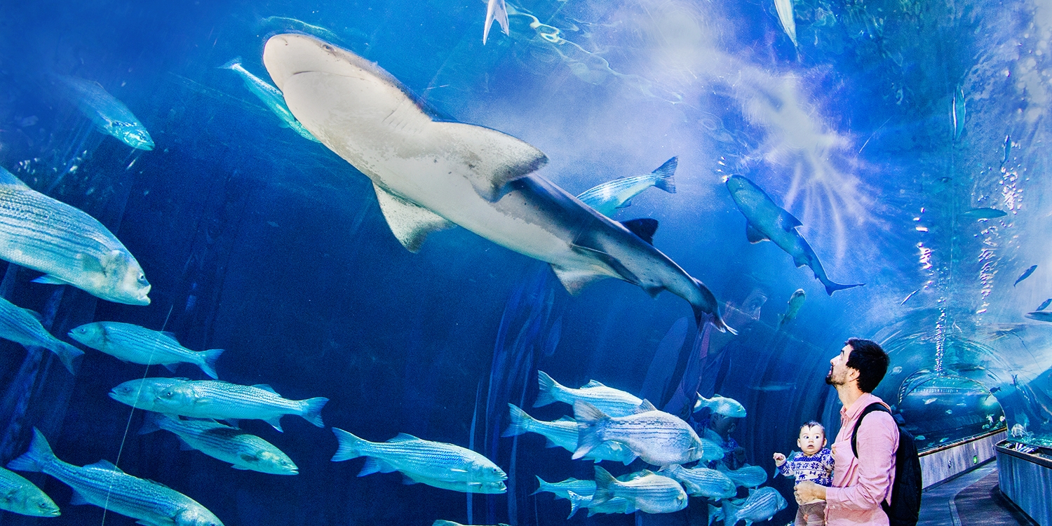 19.50 Aquarium of the Bay Visit Any Day of 2018, Reg. 27 Travelzoo