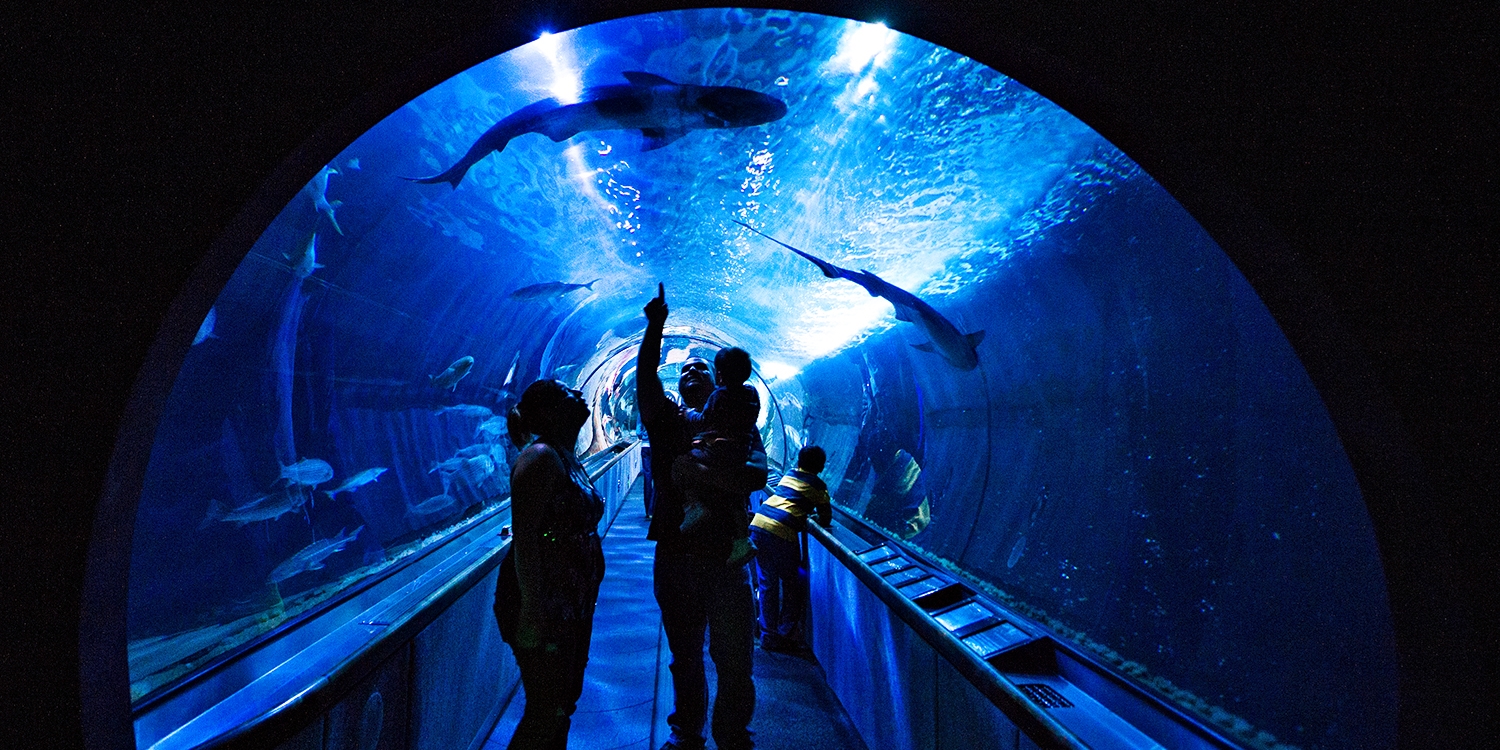 19.50 Aquarium of the Bay Visit Any Day of 2018, Reg. 27 Travelzoo