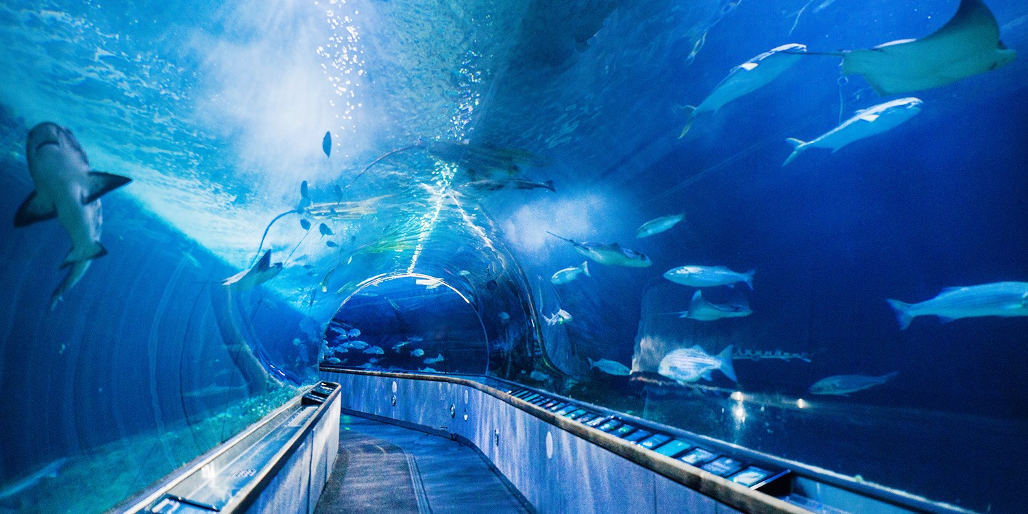 $19.45 – Aquarium of the Bay: Visit Any Day of 2019, Reg. $28 | Travelzoo