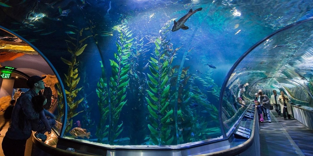 19.45 Aquarium of the Bay Visit Any Day of 2019, Reg. 28 Travelzoo