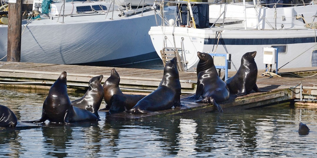 $35 – Whale Watching off Monterey Coast thru 2020 | Travelzoo