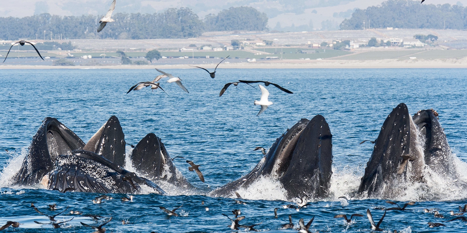 $35 – Monterey: Whale Watching thru December, Reg. $50 | Travelzoo