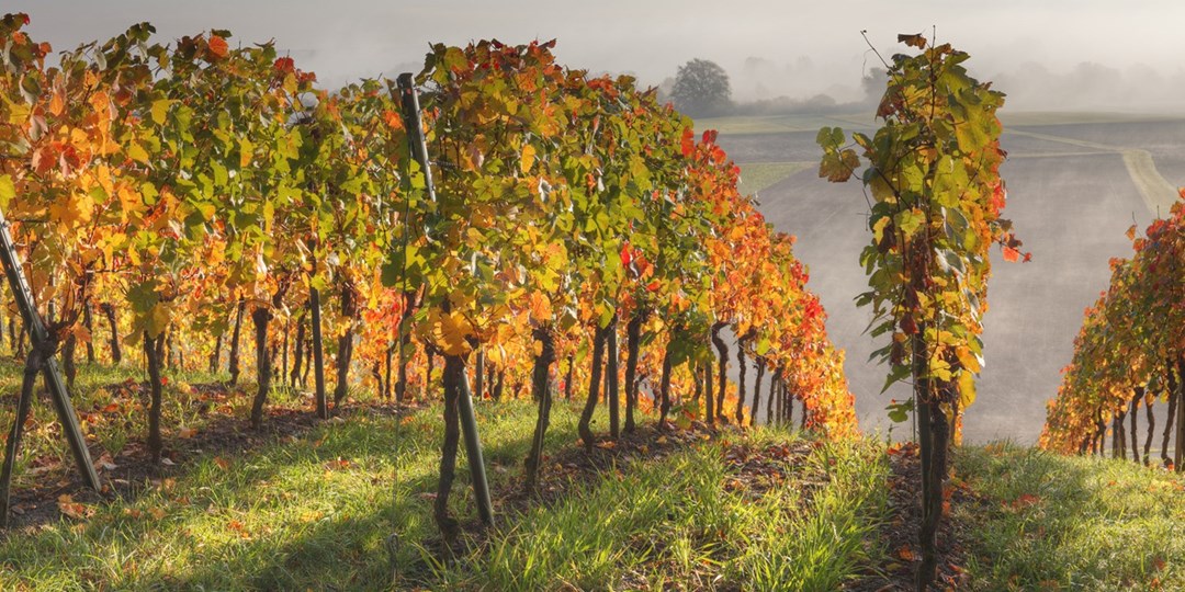 $38 – Guided Niagara Wine Tour with Transportation, 60% Off | Travelzoo