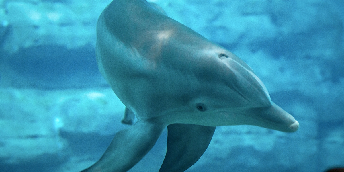 clearwater marine aquarium winter the dolphin