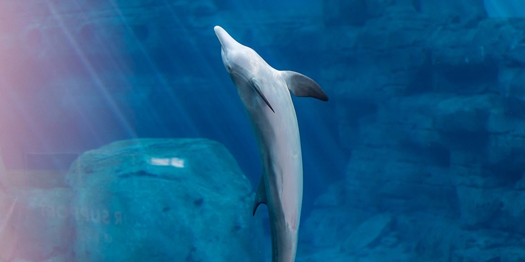 $21 – See Winter the Dolphin at Clearwater Marine Aquarium | Travelzoo