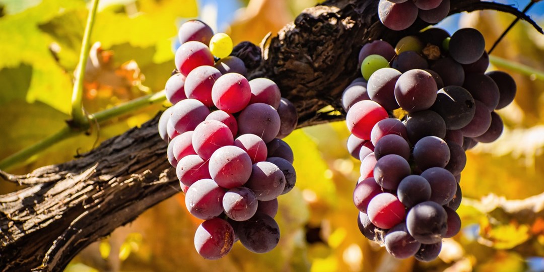 £45—Tour, tasting & afternoon tea for 2 at Yorks vineyard Travelzoo