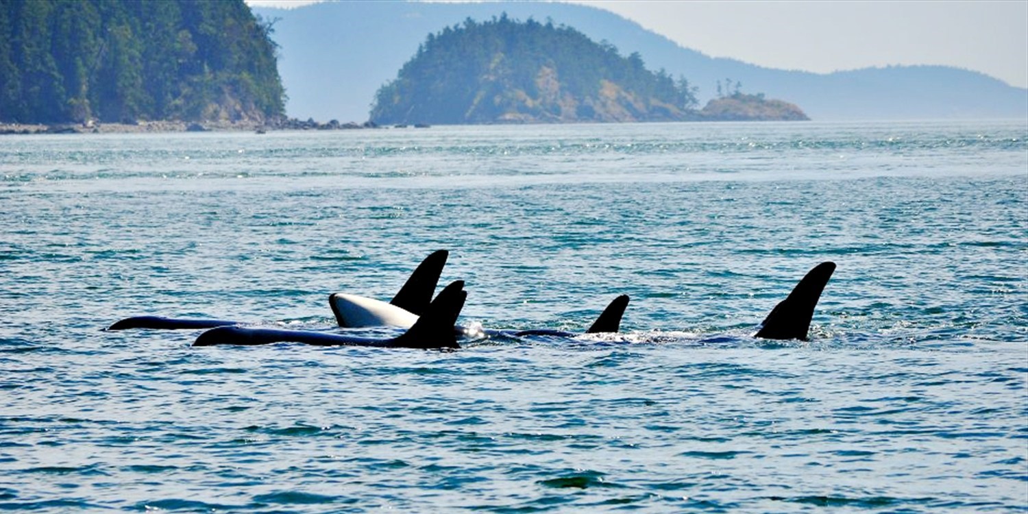 $59 – Whale-Watching Cruise from Orcas Island or Anacortes | Travelzoo