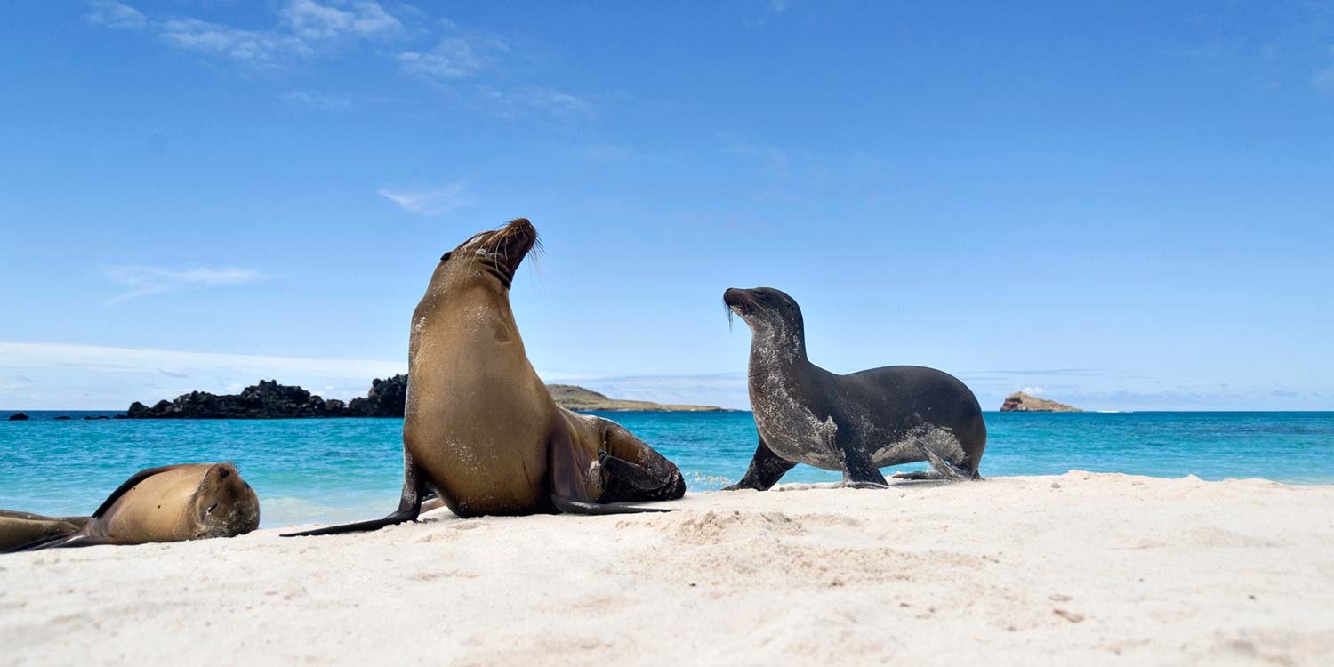 Galapagos Islands Guided Trip W Air, $1000 Off 