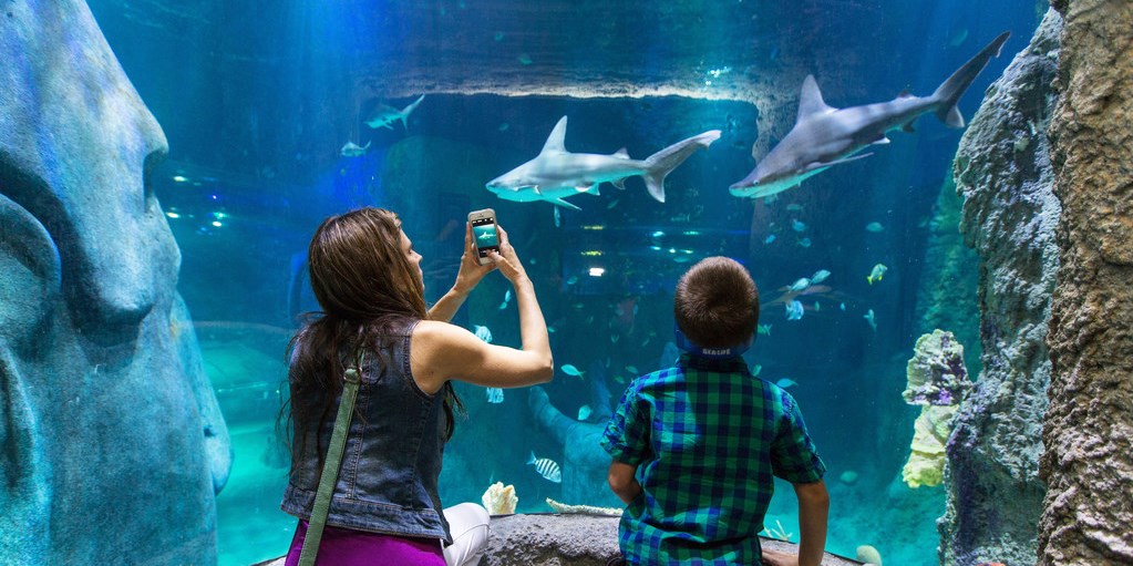 13.50 SEA LIFE Aquarium in Charlotte, Save up to 30 Travelzoo