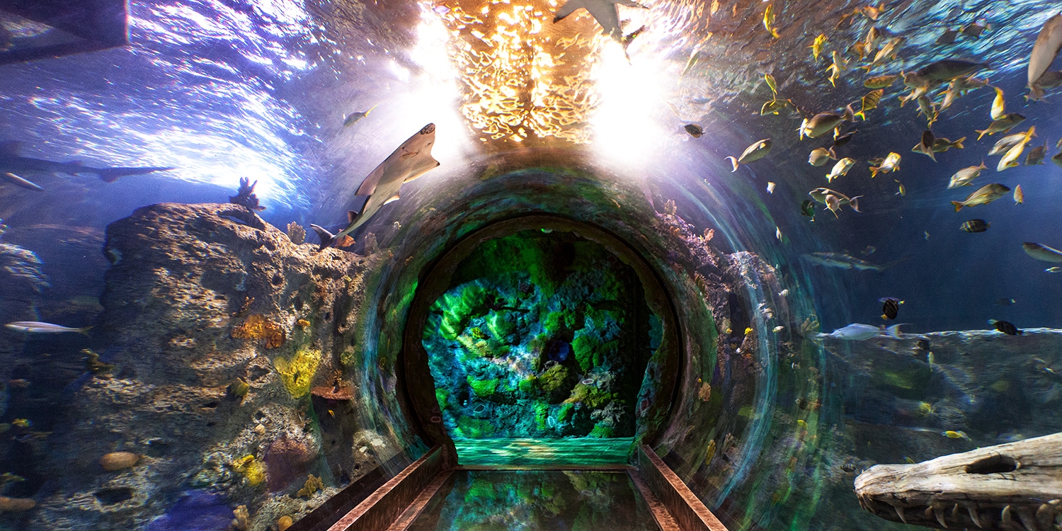 16.95 SEA LIFE Kansas City Interact w/Sea Creatures Travelzoo