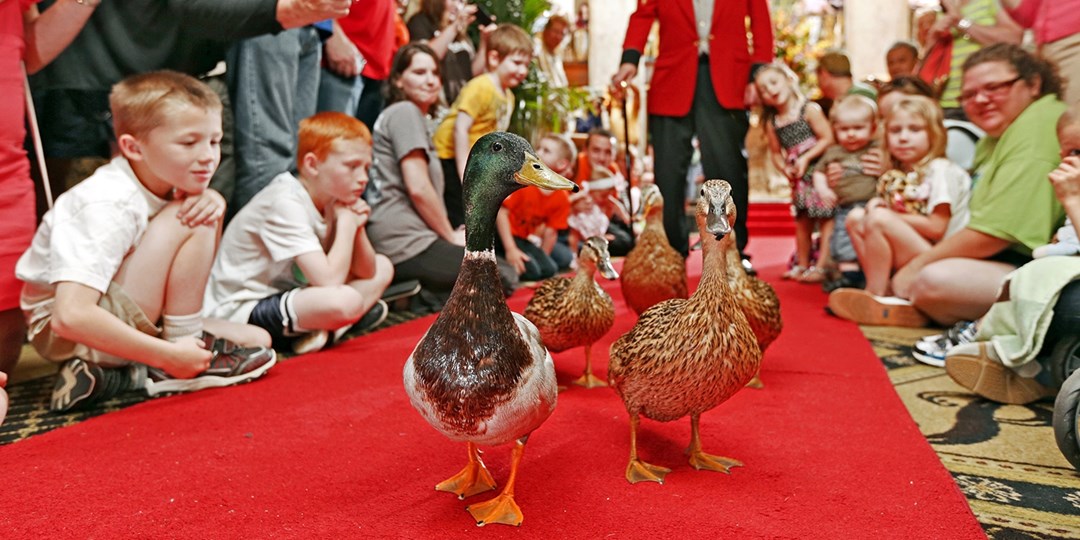 9 Hotels That Give a Whole New Meaning to PetFriendly Travelzoo