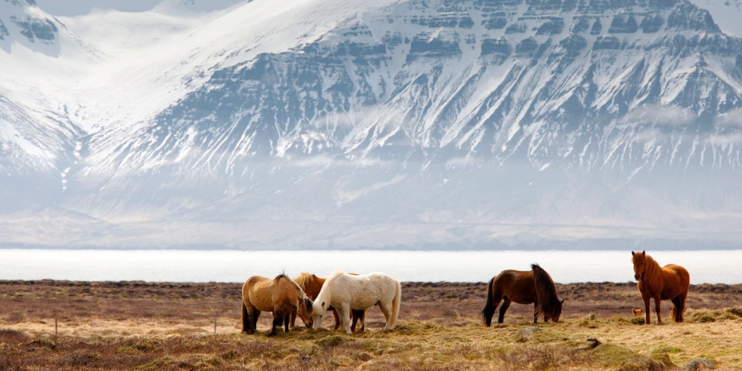 Iceland Northern Lights Escape w/Flights Travelzoo