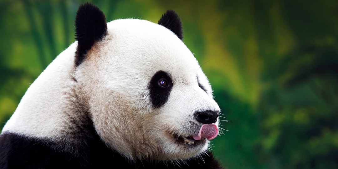 China Panda Yangtze River Cruise from 1999€