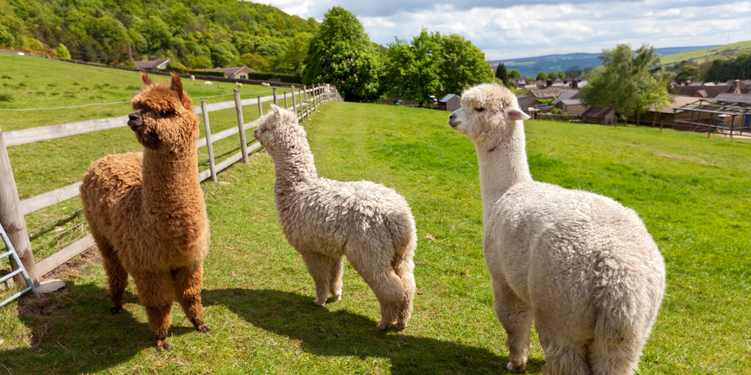 £14 90minute alpaca walk in the Derbyshire countryside Travelzoo