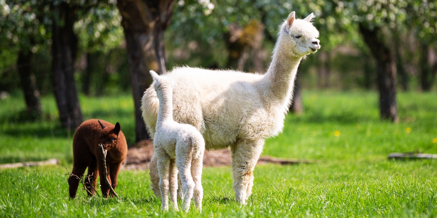 £14 – 90-minute alpaca walk in the Derbyshire countryside | Travelzoo