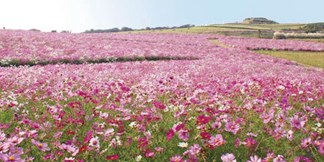 大阪発 話題の大塚美術館 グランドニッコー淡路豪華ランチ 花の名所 週末発同額も 日帰り トラベルズー