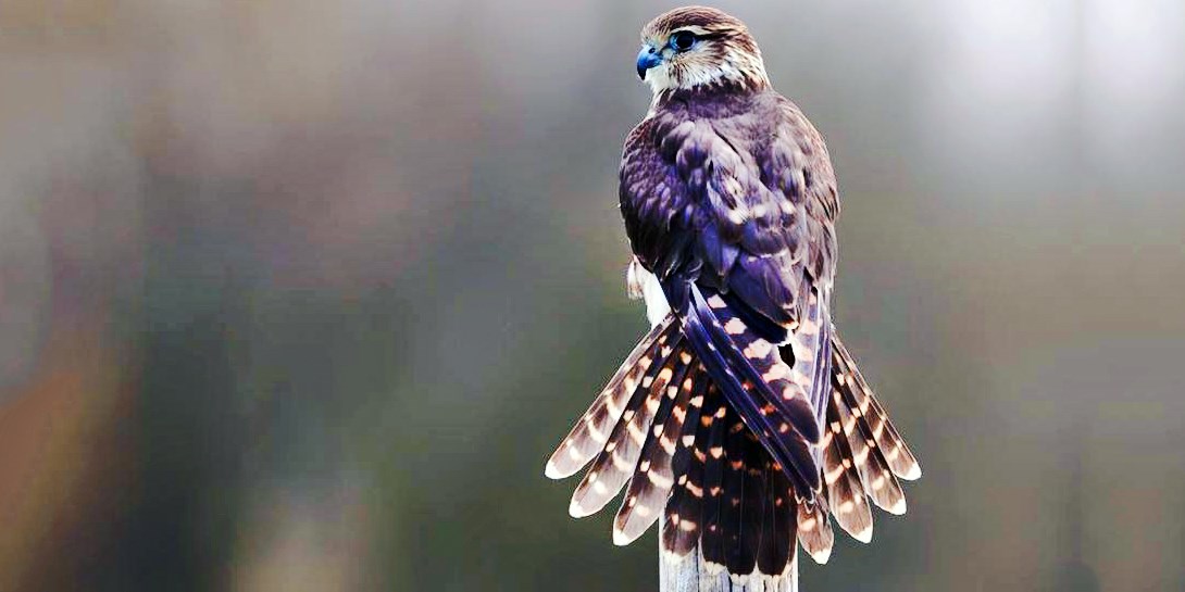 £29 60minute falconry experience for 2 in Essex Travelzoo