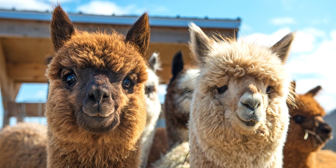 £21 Highly rated alpaca walk for 2 in Kent, save 58 Travelzoo