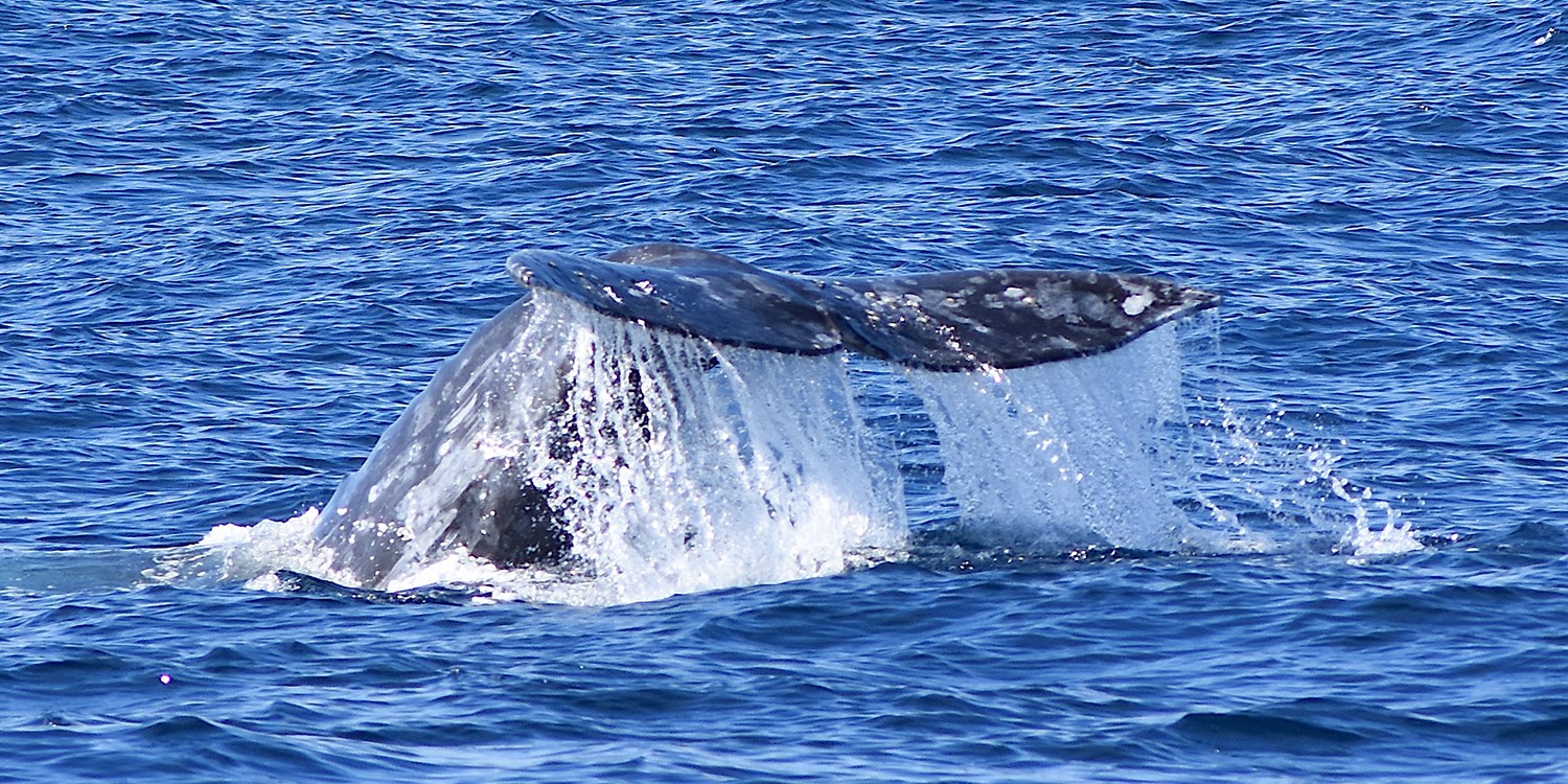 san diego whale watching