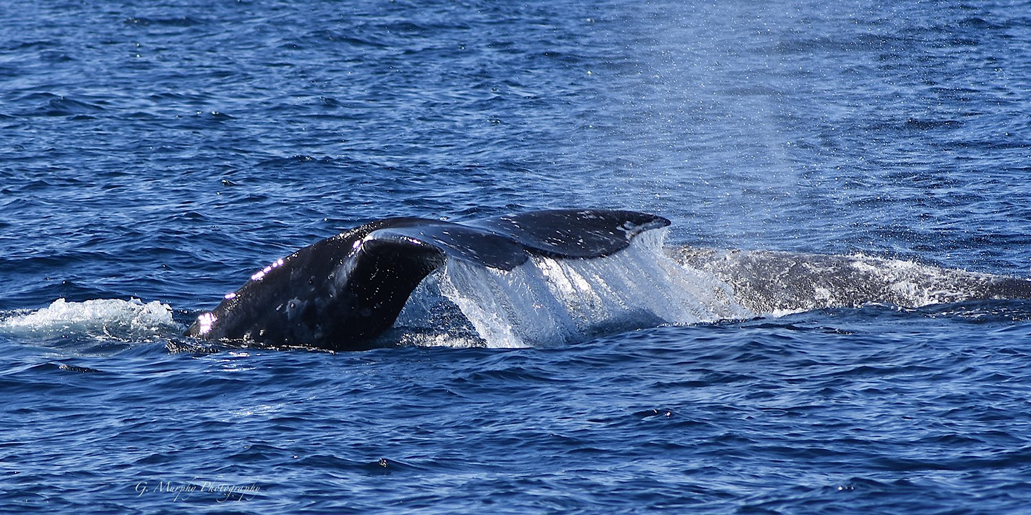 $22 – San Diego Gray Whale-Watching Tour for 1, Reg. $43 | Travelzoo