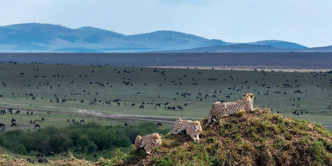 Travelzoo ofertas de hoteles, vuelos, viajes, cruceros y mucho más