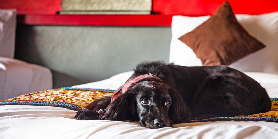10 of the best dogfriendly hotels in the UK Travelzoo