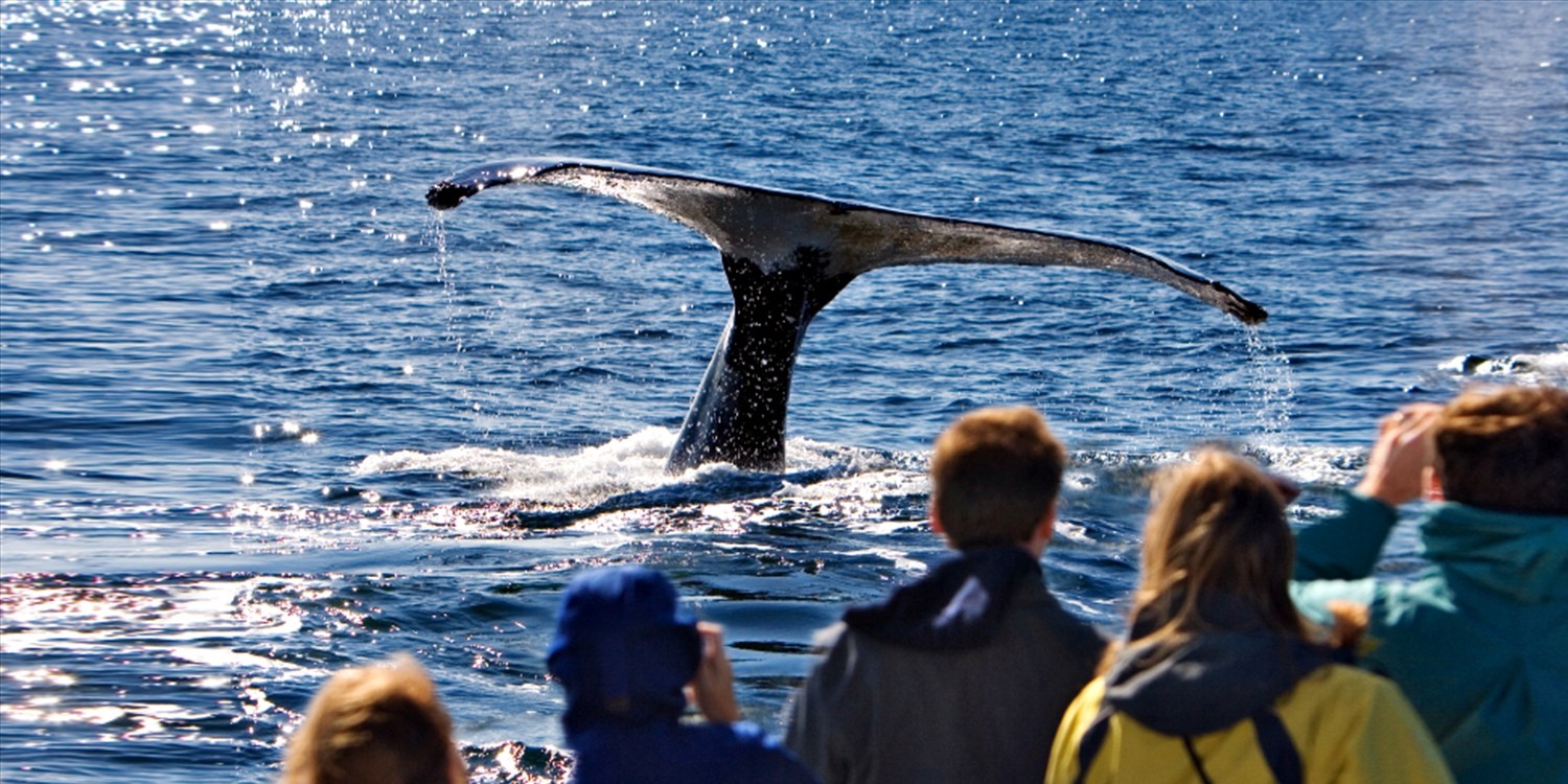 $59 – Whale-Watching Cruise from Orcas Island or Anacortes | Travelzoo