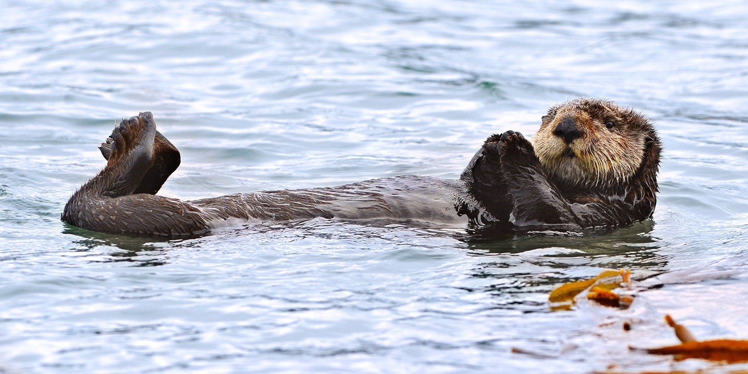 $59 – Whale-Watching Cruise from Orcas Island or Anacortes | Travelzoo