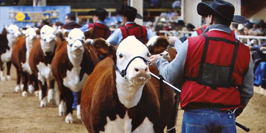 National Western Stock Show incl. rodeo, 50 off Travelzoo