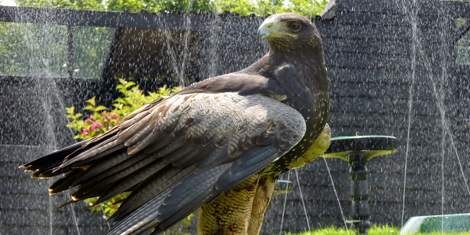 £39 – Birds of prey flying & handling experience in Devon | Travelzoo