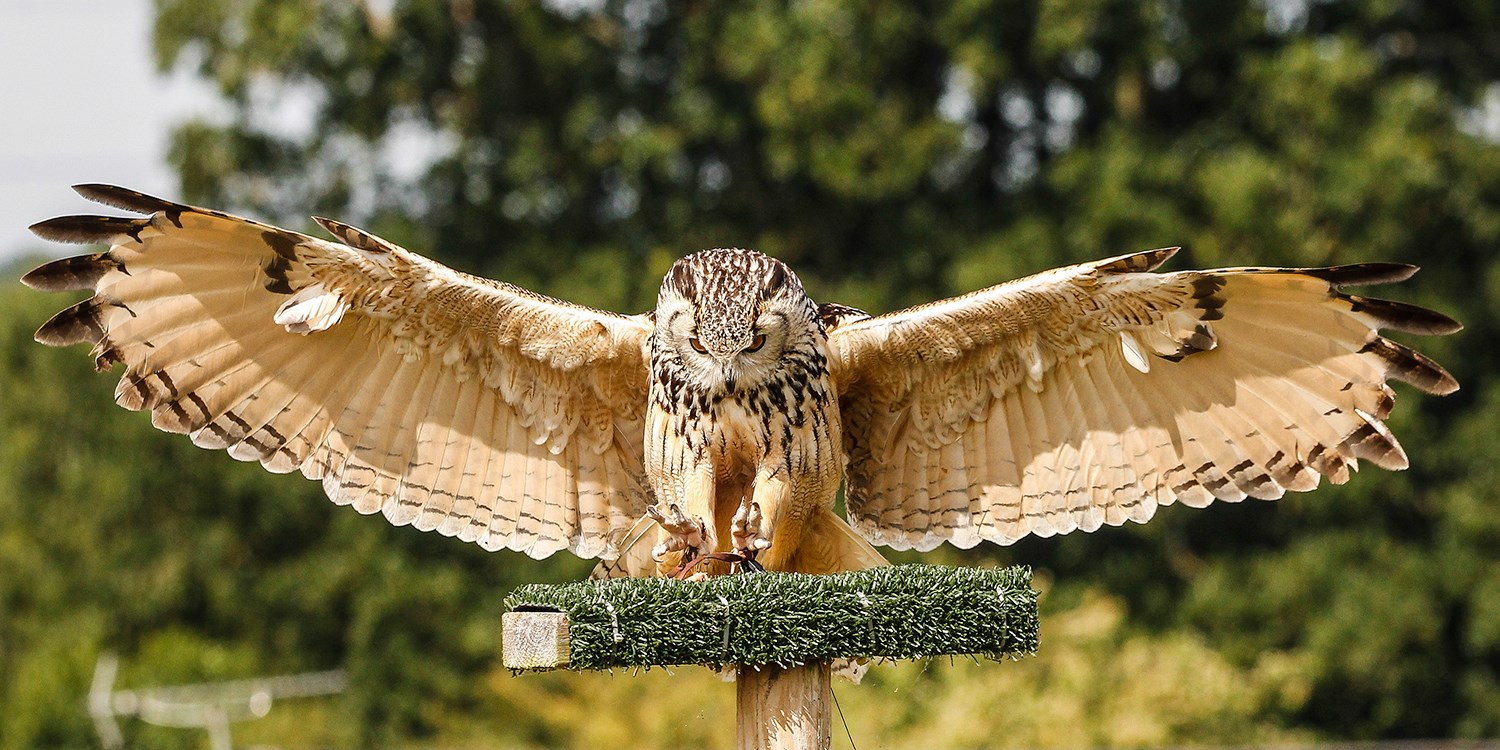 £39 – Birds of prey flying & handling experience in Devon | Travelzoo